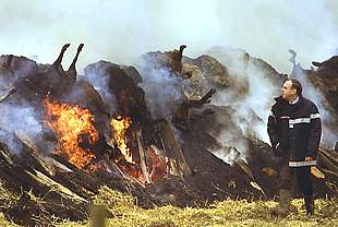 Francia prohíbe toda exportación de ganado tras confirmar los primeros casos de fiebre aftosa