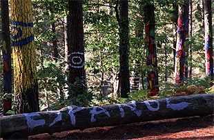 En la imagen, un árbol del bosque de Oma, con una pintada en la que se lee 