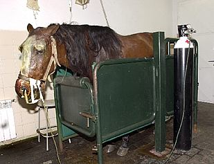 El ataque contra los caballos de Domecq iba dirigido a los animales de otro rejoneador