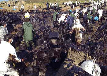 Voluntarios retiran el fuel en las zonas de Portoxunco y Conegro, en Pontevedra.