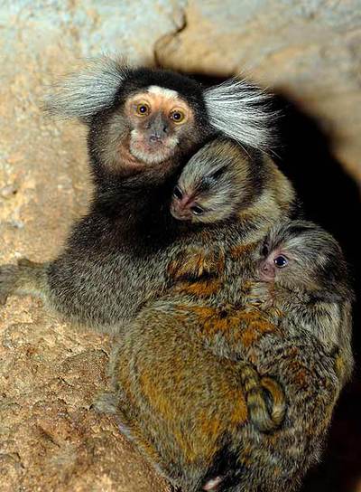 Las dos crías de tití de Pincel Blanco.