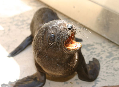  África , hija de  Kissy  y  Oprah .