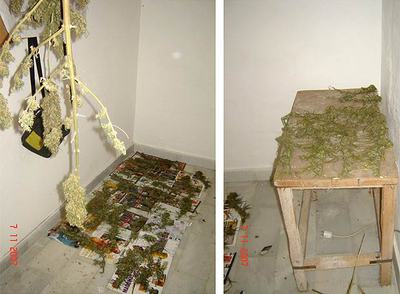 Secadero de marihuana en sótanos municipales de El Coronil (Sevilla).