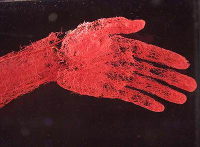 ¿Quieres verte por dentro?