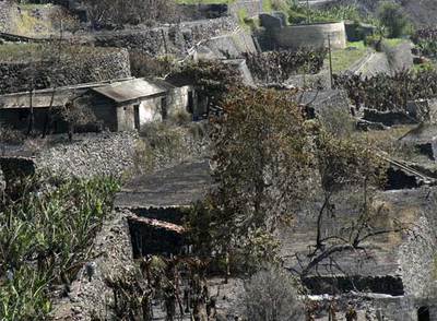 Vista de una plantación de plataneras arrasada por la las llamas en La Gomera.