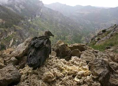 Uno de los ejemplares de quebrantahuesos liberados hoy