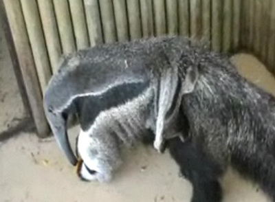 La hembra,  Batida , con su cría subida a la grupa.