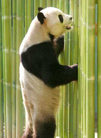 El panda  Bingxing,  ante la valla de su recinto en el Zoo.