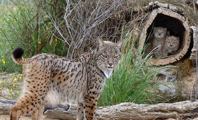 La hembra  Saliega , junto a sus crías  Castañuela  y  Camarina .