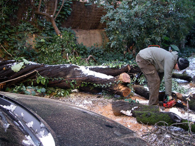 FOTOGALERIA: Almendro caído