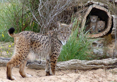 La hembra de lince ibérico  Saliega , junto a sus crías  Castañuela  y  Camarina , que nacieron en cautividad en el centro El Acebuche de Doñana, en una fotografía de 2007.
