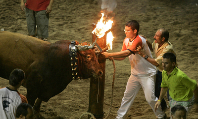 Un  bou embolat  (toro embolado) en la La Plana Baixa (Castellón), en noviembre pasado.