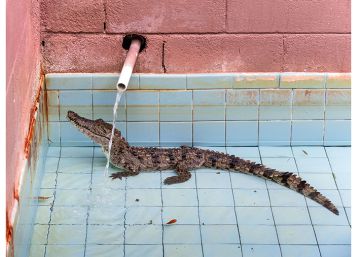 Anastasia Samoylova tras las huellas de Walker Evans