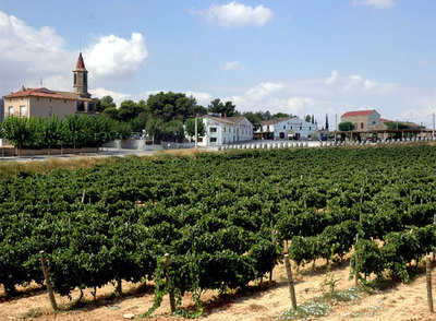 Viñedos a la salida de Vilafranca del Penedés, Barcelona.