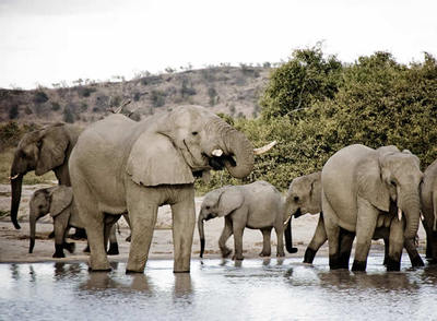 Una manada de elefantes en el Parque Nacional de Etosha, Namibia