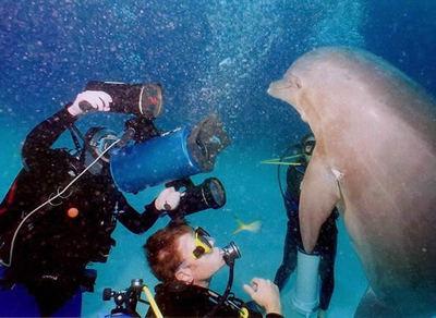 Submarinismo junto a un delfín en Bahamas