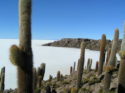 Con la tabla de surf al desierto