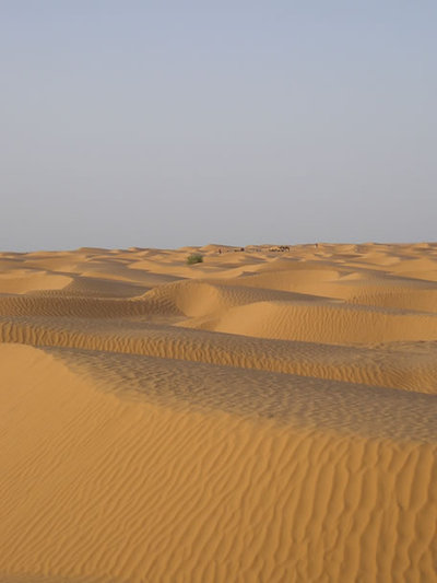 Con la tabla de surf al desierto