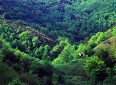 Hayedo del concejo de Campo de Caso, una de las zonas de la cordillera asturiana que mejor ha mantenido la cobertura vegetal