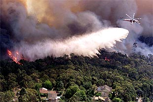 Helicótperos intentan controlar el fuego en el barrio de North Epping, en Sydney.