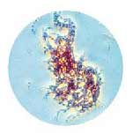 El científico sospechoso de los envíos de ántrax se querella contra el Gobierno de EE UU