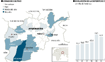Un hongo destruye un tercio de los cultivos de amapola en Afganistán