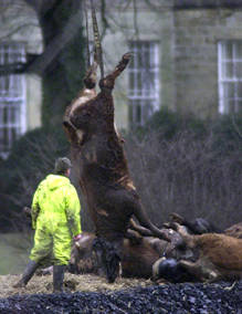 El Reino Unido restringe el paso por caminos rurales para frenar la expansión de la fiebre aftosa