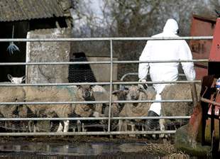 El Reino Unido reconoce que ha sido imposible impedir la difusión de la fiebre aftosa