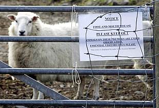 Expertos veterinarios de la UE denuncian que Reino Unido ocultó la fiebre aftosa durante un mes