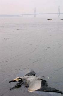 El fuel derramado ayer por un petrolero en el Báltico llega a las costas danesas