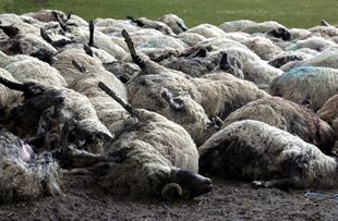 Blair decide posponer las elecciones a junio por la crisis de fiebre aftosa, según la BBC