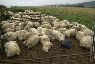 Londres mantiene su 'cruzada' contra los efectos de la aftosa en el turismo nacional