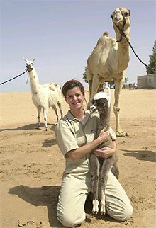 La doctora Skidmore sostiene a  Kamilah , entre su padre, el dromedario  Khawar , y su madre, la llama  Fenella , en el centro de investigación de Dubai.