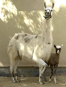 La pequeña  Kamilah  se esconde detrás de su madre.