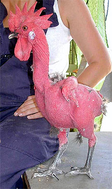 Imagen del  pollo desnudo  distribuida por la Universidad Hebrea.