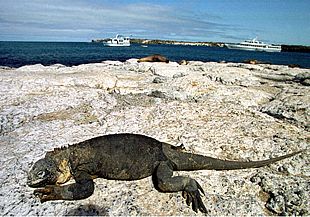 Una iguana descansa pacíficamente en la costa de las Islas Galápagos, Ecuador.