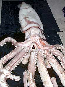 El 'Investigator' recoge un calamar gigante muerto de seis metros y 50 kilos