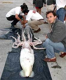 La expedición  Proyecto Kraken , que trata de filmar al calamar gigante en su hábitat, estudia el ejemplar.