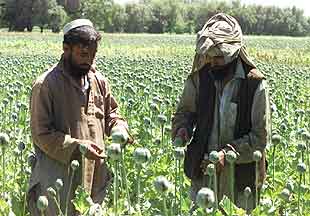 La producción de opio en Afganistán crece el 1.400% desde la caída de los talibanes