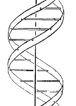 Detalle del gráfico con el que Watson y Crick explicaban en la revista Nature la estructura del ADN.