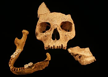 Imagen tomada de la  web  de la Universidad Washington de San Luis con los huesos hallados en Rumanía.