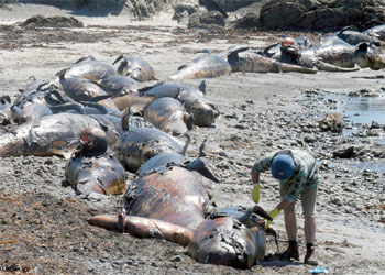 Un equipo de cinco científicos examina los cadáveres de los mamíferos, amontonados en la playa.