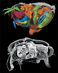 El  Colymbosathon ecplecticos  es un artrópodo de cinco milímetros que vivió en el mar hace unos 425 millones de años.