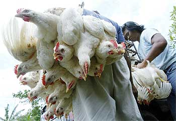 Un granjero transporta sus pollos para venderlos en un mercado de Timpag, en la isla indonesia de Bali.