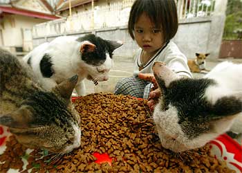 Una niña alimenta a varios gatos en Bangkok.