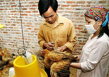 Un granjero vietnamita vacuna a los pollos de su pequeña explotación en la provincia de Hatay.