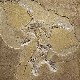 Imagen del fósil más antiguo de  archaeopteryx , que se encuentra en Londres y que fue hallado en Alemania en 1861.
