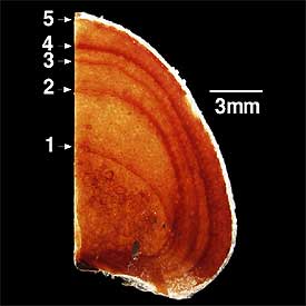 Líneas de crecimiento en una fíbula de  Gorgosaurus , el hermano pequeño del  Tiranosaurus . Este ejemplar tiene seis, lo que indica que sólo vivió seis años.