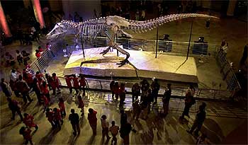  Sue , el mayor y más completo esqueleto de  Tiranosaurus , es uno de los analizados