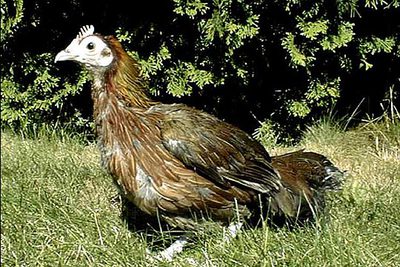 Un ejemplar de la raza asiática  Red Jungle Fowl  ( Gallus gallus ), la base del estudio.